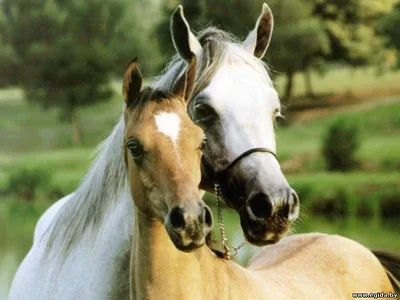 Паремо Фигурки животных серии \"Мир лошадей\": Ганноверская лошадь и  жеребенок (набор из 2 фигурок и ограждение) купить в Ставрополе
