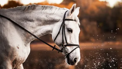 Конь – животное высокоинтеллектуальное. Можно и поговорить» | Молодежь  Дагестана