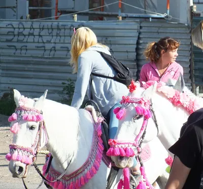 Фотообои лошади на стену, купить в интернет-магазине \"Шпалерня\"