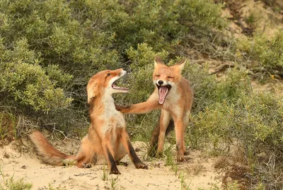 Набор фигурок Masai Mara Семья полярных волков 2. Мир диких животных купить  по цене 999 ₽ в интернет-магазине Детский мир