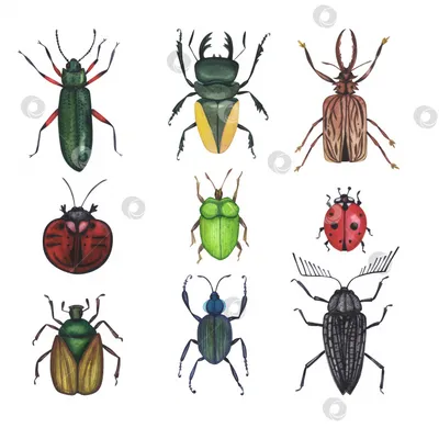 Одни из самых непослушных жуков, даже по утрам это жуки малашки. Пока  большинство жуков и других насекомых покрыты рано утром росой, эти… |  Instagram