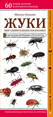 много жуков насекомых выстроились в ряд, жуки жуки картинка фон картинки и  Фото для бесплатной загрузки