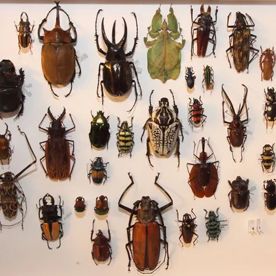 Макрофото жуков и насекомых
