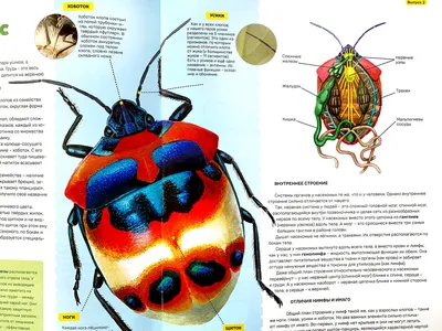Картинки жуков насекомых фотографии