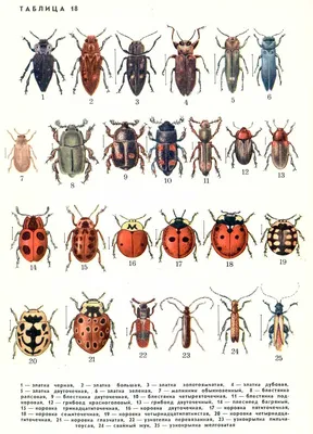 Установите реалистичных жуков-насекомых, изолированных на белом фоне.  Акварельная иллюстрация жуков-животных, нарисованная от руки, для дизайна -  Ozero - российский фотосток