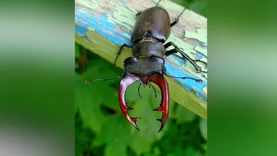 Зграя - Одним из самых красивых и редких жуков считается... | Facebook
