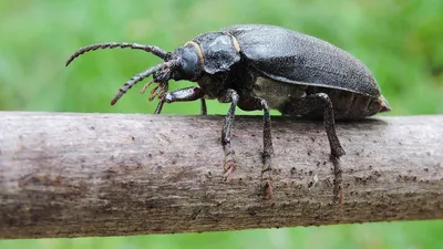 В ЕС вновь одобрили употребление личинок жуков в пищу | Новости от  Роскачества