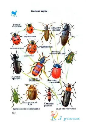Различные виды жуков на белом фоне. Концепция исследования насекомых  руководства исследований. Стоковое Изображение - изображение насчитывающей  черный, инсектология: 170965679