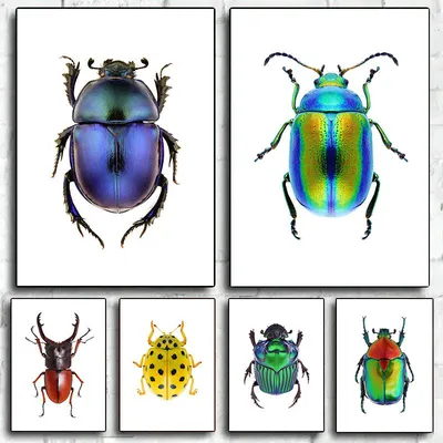 виды насекомых-насекомых-жуков, изолированные на белом фоне большой  векторный набор Иллюстрация вектора - иллюстрации насчитывающей развилки,  смогите: 269890313