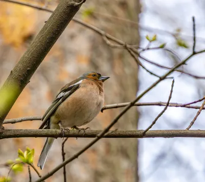 Common chaffinch song. AllVideo. - YouTube