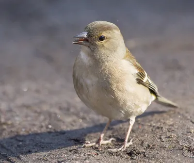 Фотокаталог птиц: Зяблик (Fringilla coelebs)