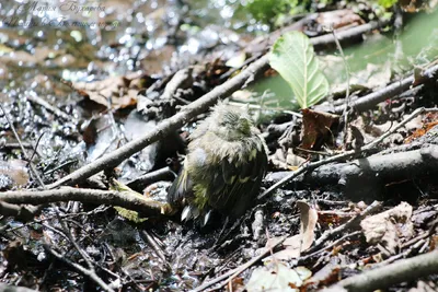 Птица зяблика против зеленого цвета Стоковое Фото - изображение  насчитывающей усаживаться, взгляд: 85578134