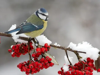 Картинки зима птицы фото