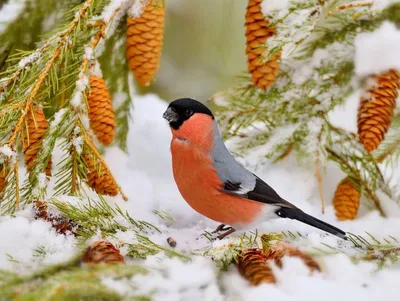Покормите птиц зимой 2023 — МБУ ДО ЭЦ ЭкоСфера г. Липецка