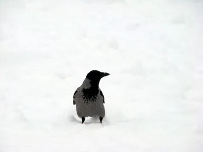 Красивые птицы зимой - красивые фото