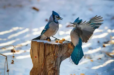 зима птицы стоковое фото. изображение насчитывающей двойник - 6869724