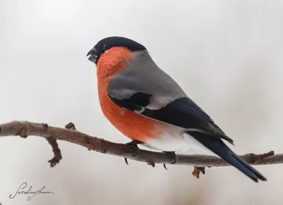 Случайные зимние птицы | Пикабу