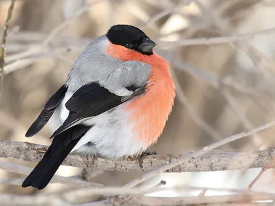 Зимующие птицы: чем можно помочь пернатым во время морозов - KP.RU