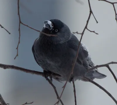 Зимой птицы вороны в парке стоковое изображение. изображение насчитывающей  черный - 202468359