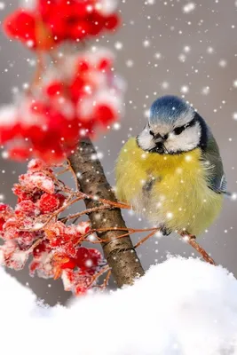 Птицы зимой - 72 фото