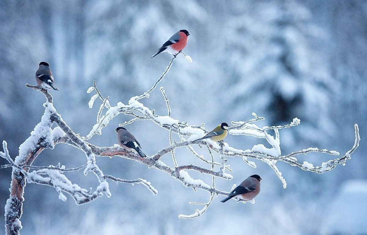 Птицы зимой песни. Зима птицы. Птицы зимой. Птицы в зимнем лесу. Зимняя красота птицы.