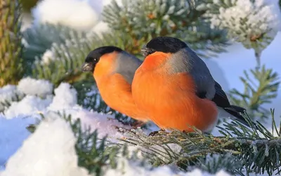 Красивые зимние птицы