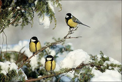 Зимние птицы | Пикабу