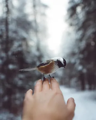 Лес зима птицы (40 фото) - красивые фото и картинки pofoto.club