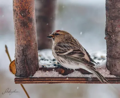 Самые яркие зимние птицы под окнами 🙏🏻 Фото: Светлана Самойлова  #Ярославль #Openyar | Instagram