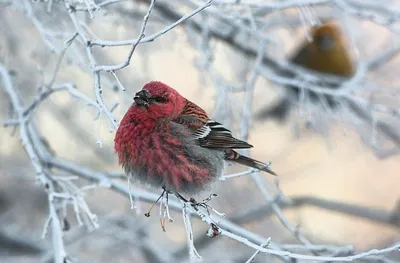 Птицы в зимнем лесу картинки - 69 фото