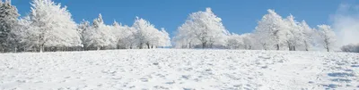 Зима? Не слышали». Фото цветущего миндаля в морозном Крыму появились в Сети  - KP.RU