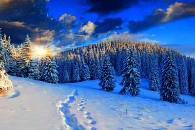 Картинки зима в лесу фотографии