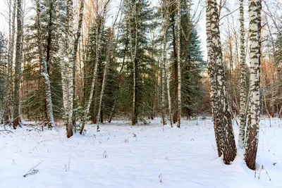 Иллюстрация Зима в лесу. в стиле реализм | Illustrators.ru