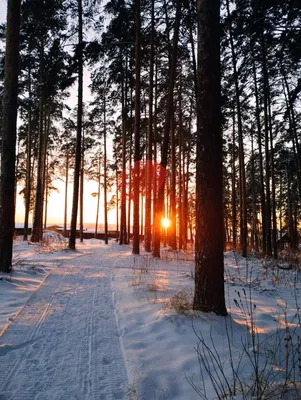 Зима в лесу в 2023 г | Лес, Закаты, Зима