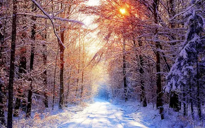 Зима в лесу.... / фото