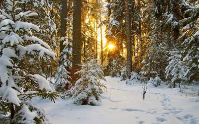 Картина Шишкина «Зима» («Зима в лесу»), артикул poster_49932