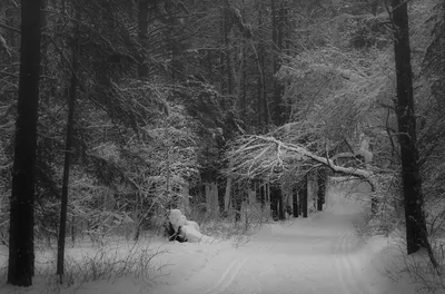 Картинки зимний лес - 78 фото