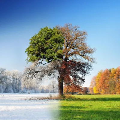Зима. Весна. Літо. Осінь»: лучанин показав, як змінюється волинський  пейзаж. ФОТО