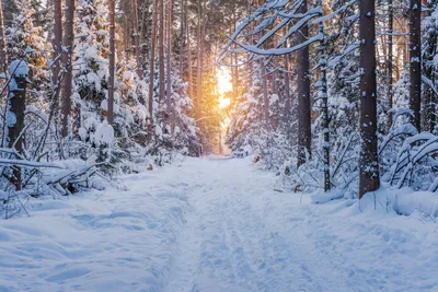 Зимняя дорога | Фотограф Сергей Тарасюк | Фото № 30358