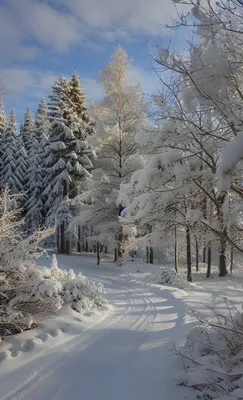 Картинки зимняя дорога фотографии