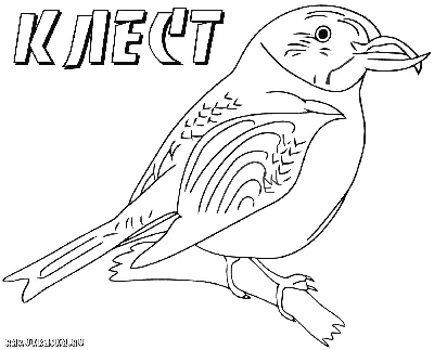 Раскраски птицы зимующие для 3 лет (49 фото) » рисунки для срисовки на  Газ-квас.ком