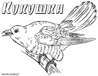 Раскраски Зимующие птицы для малышей (36 шт.) - скачать или распечатать  бесплатно #20921