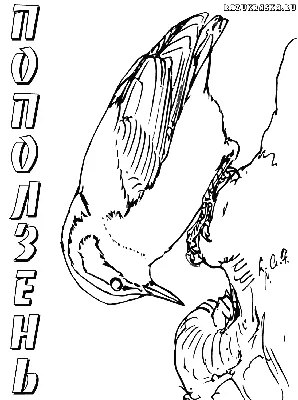 Раскраски птицы зимой. Распечатать картинки бесплатно.