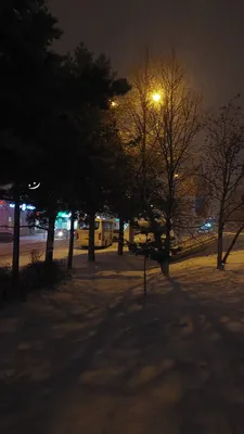 красивая ночь зима иван франко парк дорожка в центре львова украина Фото  Фон И картинка для бесплатной загрузки - Pngtree