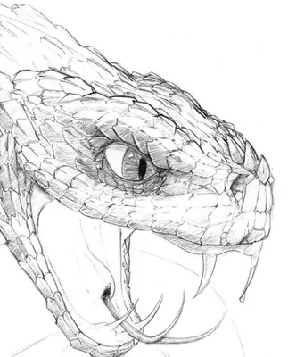 Диких животных иллюстрации эскизов вектора змеи рисунок змеи Иллюстрация  штока - иллюстрации насчитывающей рука, кобра: 199695126