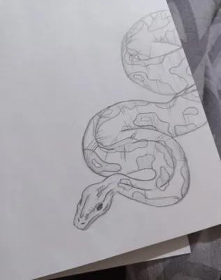 милая змея в шапке, векторный рисунок | Забавные иллюстрации, Рисунок,  Рисунки