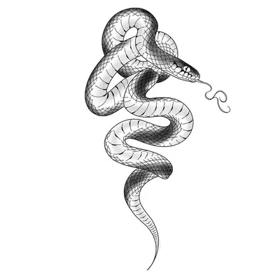 Ручной рисунок змеи дизайн татуировки змеи дикой природы изолированный  эскиз дикой змеи опасное животное рептилия | Премиум векторы