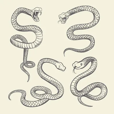 Рука рисунок змея набор. дизайн вектор татуировки змей | Премиум векторы