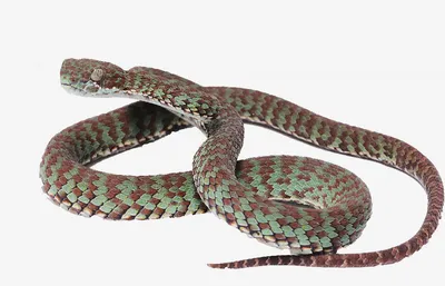 Змея в дикой природе и ее опасности, картинка гремучих змей фон картинки и  Фото для бесплатной загрузки