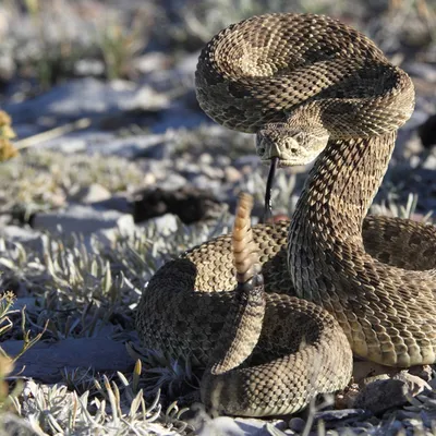 самые отвратительные виды змей в мире, картинка крысиной змеи фон картинки  и Фото для бесплатной загрузки